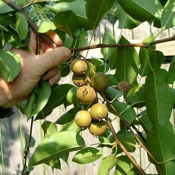 Growing Smaller Pear Trees
